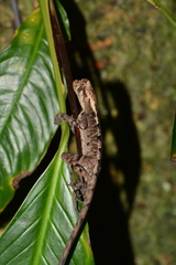 Enyalius