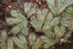 Riccia trichocarpa