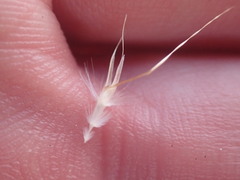 Rytidosperma caespitosum