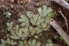Riccia trichocarpa