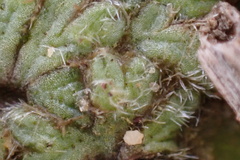 Riccia trichocarpa