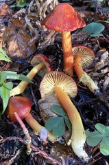Puniceae