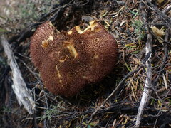 Tricholomopsis scabra