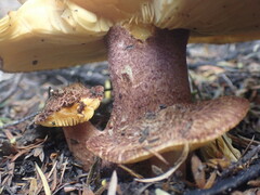 Tricholomopsis scabra