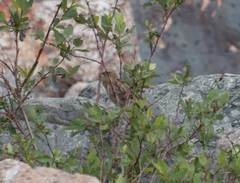 Leucosticte nemoricola