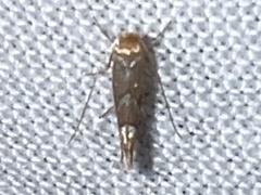 Phyllonorycter aeriferella