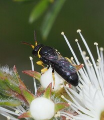 Hylaeus euxanthus