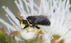 Hylaeus euxanthus