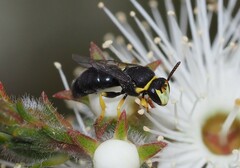 Hylaeus euxanthus