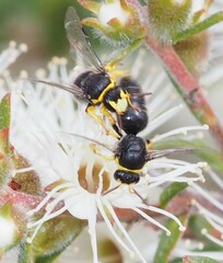 Hylaeus euxanthus