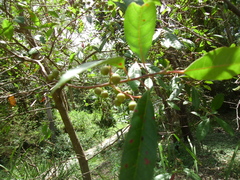 Elaeocarpus reticulatus