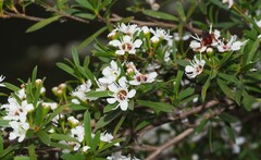 Kunzea leptospermoides