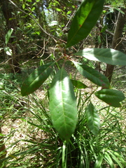 Elaeocarpus reticulatus