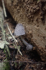 Coprinopsis laanii