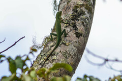 Bronchocela cristatella