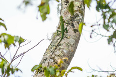 Bronchocela cristatella