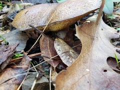 Suillus fuscotomentosus