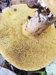 Suillus fuscotomentosus