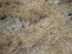 Rytidosperma caespitosum