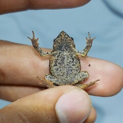 Rhinella rostrata