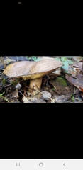 Suillus fuscotomentosus