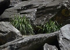 Lomandra hystrix