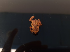 Rhinella rostrata