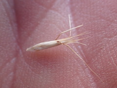 Rytidosperma clavatum