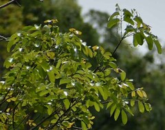 Canarium australianum