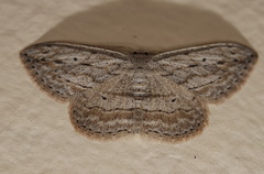 Scopula desita