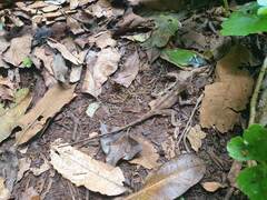 Lophosaurus spinipes