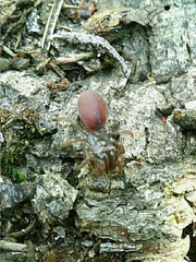 Atypus affinis