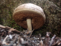 Fistulinella viscida