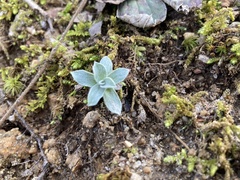 Antennaria plantaginifolia