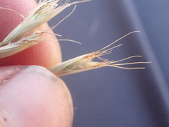 Rytidosperma clavatum