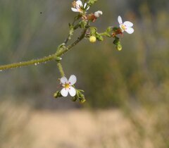 Stylidium dispermum