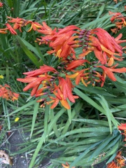 Chasmanthe floribunda