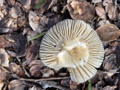 Amanita ocreata