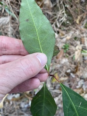 Ditrysinia fruticosa