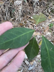 Ditrysinia fruticosa