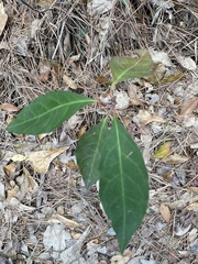 Ditrysinia fruticosa
