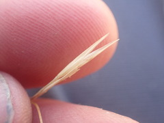 Rytidosperma clavatum