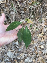 Ditrysinia fruticosa