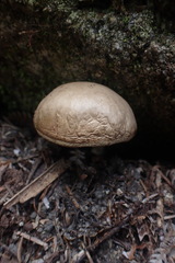 Fistulinella viscida