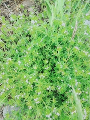 Sherardia arvensis