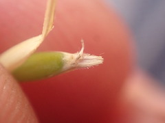 Rytidosperma caespitosum