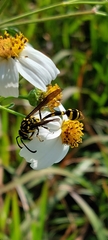 Phimenes flavopictus