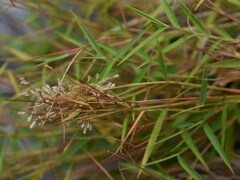 Pogonatherum crinitum