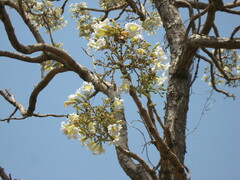 Radermachera xylocarpa