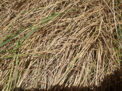 Rytidosperma caespitosum